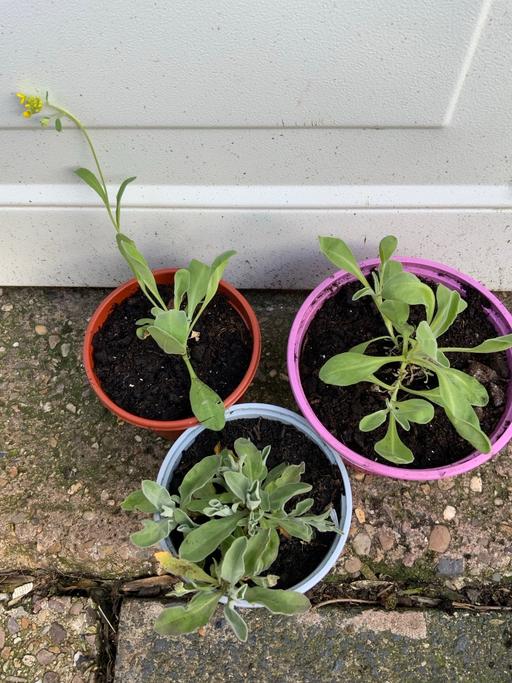 Buy & Sell Stirchley Birmingham - Photos for Allysum saxatile