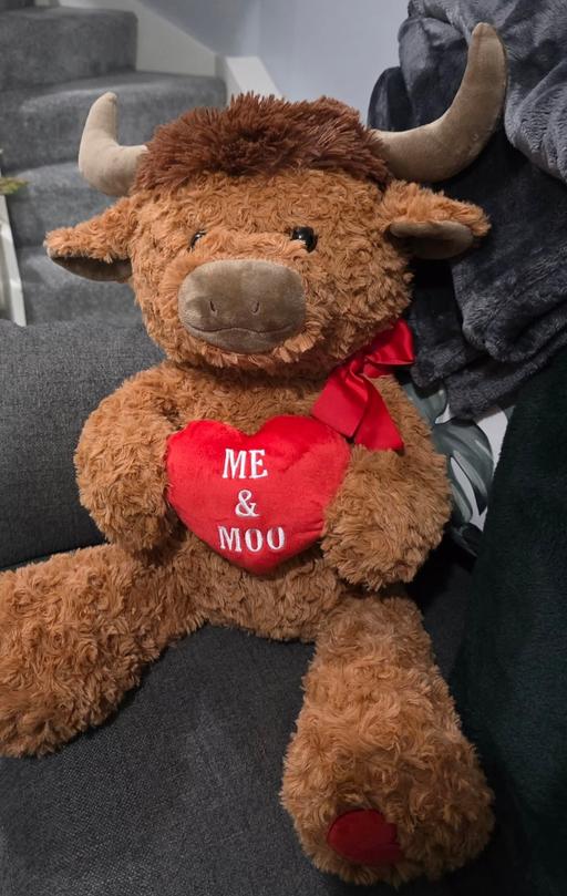 Buy & Sell Dalton Rotherham - Photos for Highland cow