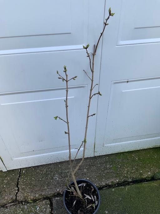 Buy & Sell Kings Heath Birmingham - Photos for Shrub laburnumTree*