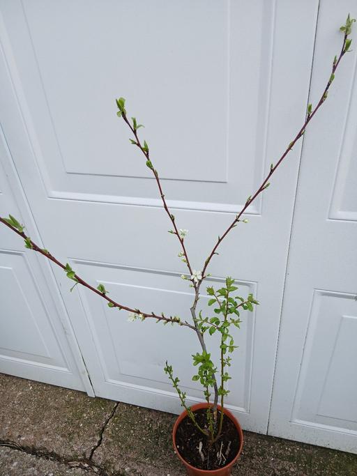 Buy & Sell Kings Heath Birmingham - Photos for Fruit Plum tree