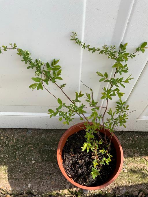 Buy & Sell Kings Heath Birmingham - Photos for Shrub Spirea bridal wreath