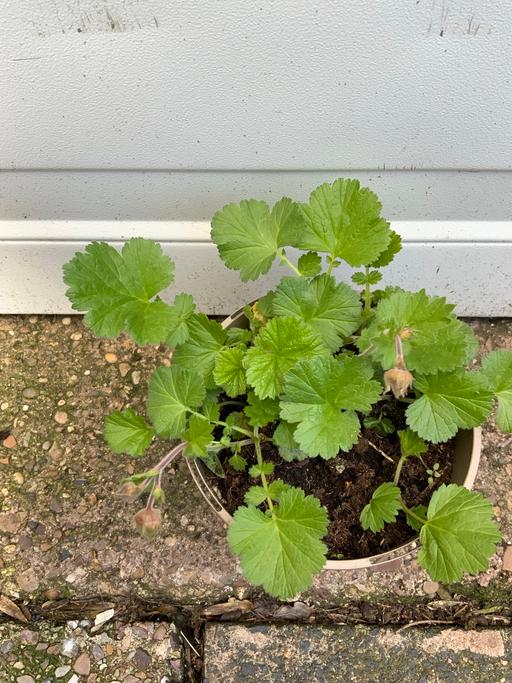 Buy & Sell Stirchley Birmingham - Photos for Yellow geum