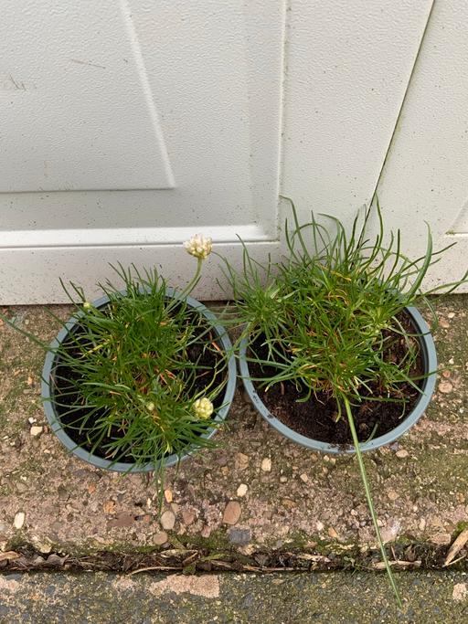 Buy & Sell Stirchley Birmingham - Photos for Alpines Armenia