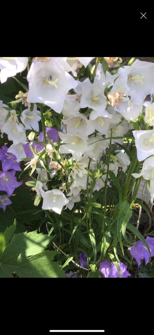 Buy & Sell Ilford Redbridge - Photos for 4 plants