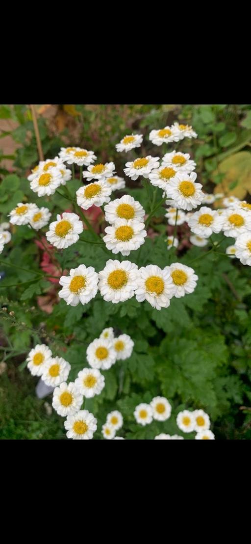 Buy & Sell Seven Kings East London - Photos for Beautiful flower plants