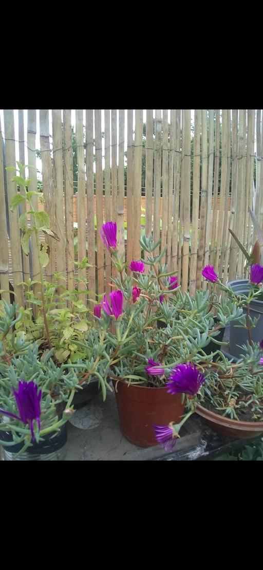 Buy & Sell Seven Kings East London - Photos for Ruby of the desert