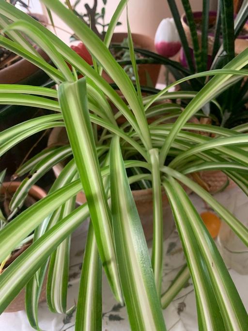 Buy & Sell Seven Kings East London - Photos for Large spider plants