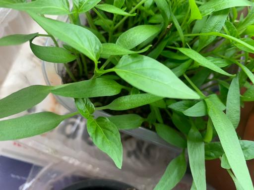 Buy & Sell Seven Kings East London - Photos for 4 paper plants