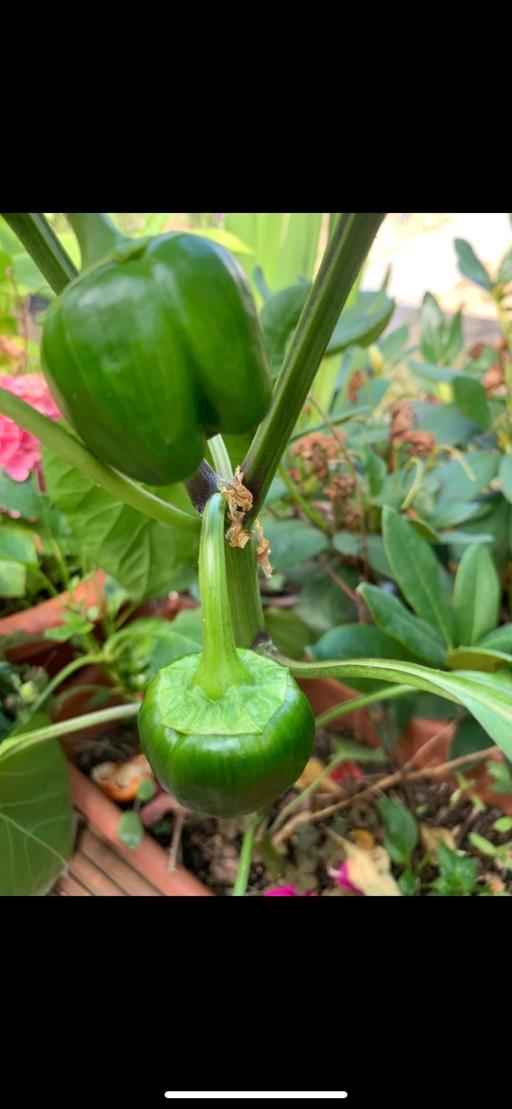Buy & Sell Chadwell Heath Redbridge - Photos for 5 bell pepper plants