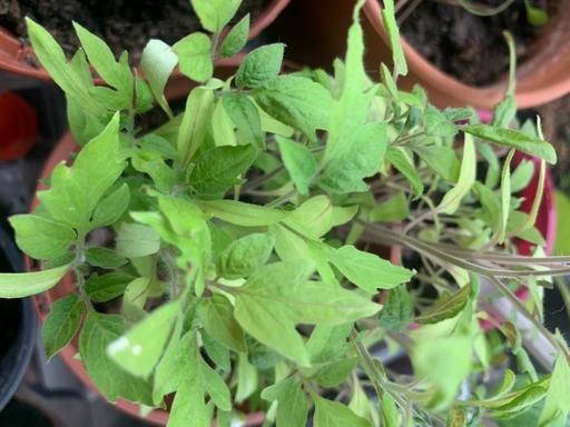 Buy & Sell Seven Kings East London - Photos for 4 tomatoes plants