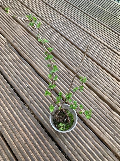 Buy & Sell Chadwell Heath Redbridge - Photos for Green gooseberries