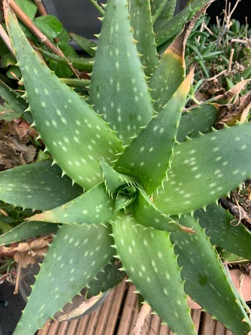 Buy & Sell Seven Kings East London - Photos for Large aloe vera