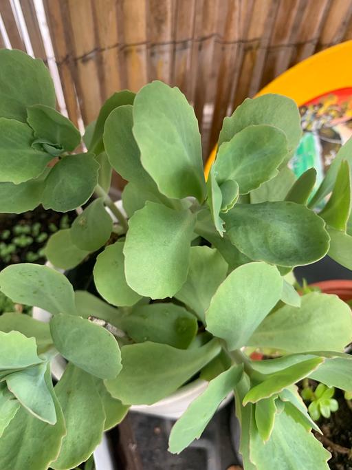 Buy & Sell Seven Kings East London - Photos for Out door plants