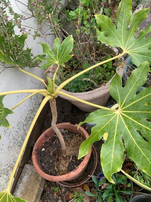 Buy & Sell Chadwell Heath Redbridge - Photos for Ever green large plants