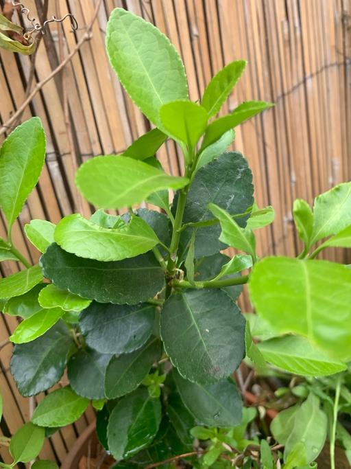 Buy & Sell Ilford Redbridge - Photos for Ever green plant