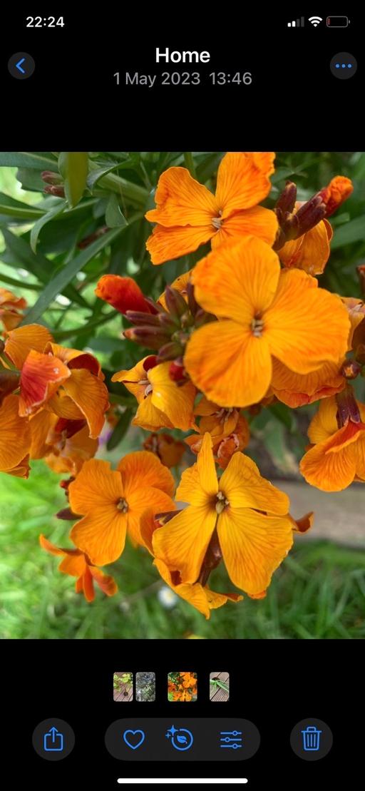 Buy & Sell Seven Kings East London - Photos for Evergreen flooring plants