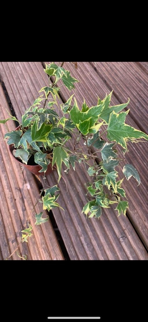 Buy & Sell Seven Kings East London - Photos for Pots 2 decorated ivy plants