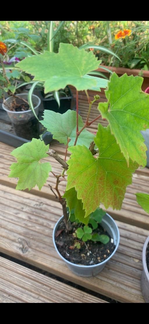 Buy & Sell Ilford Redbridge - Photos for Purple grapes plants