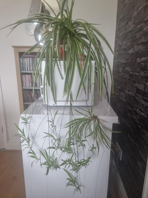 Buy & Sell Bradley Wolverhampton - Photos for plant