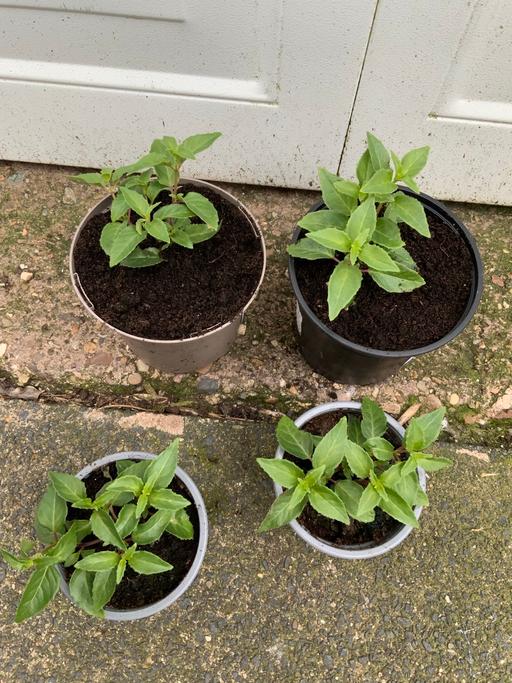 Buy & Sell Kings Heath Birmingham - Photos for Hardy Fuchsia