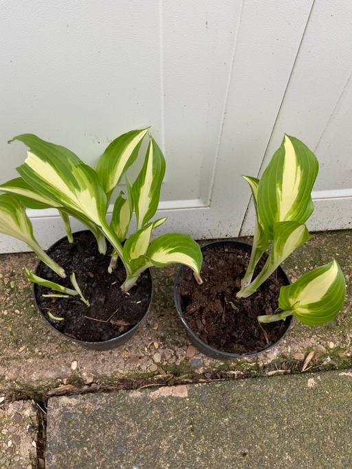 Buy & Sell Stirchley Birmingham - Photos for Hosta