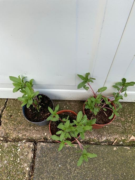 Buy & Sell Kings Heath Birmingham - Photos for Salvia Nemorosa Cardonna