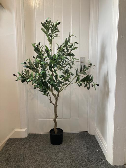 Buy & Sell Sedgley Dudley - Photos for Tall fig tree
