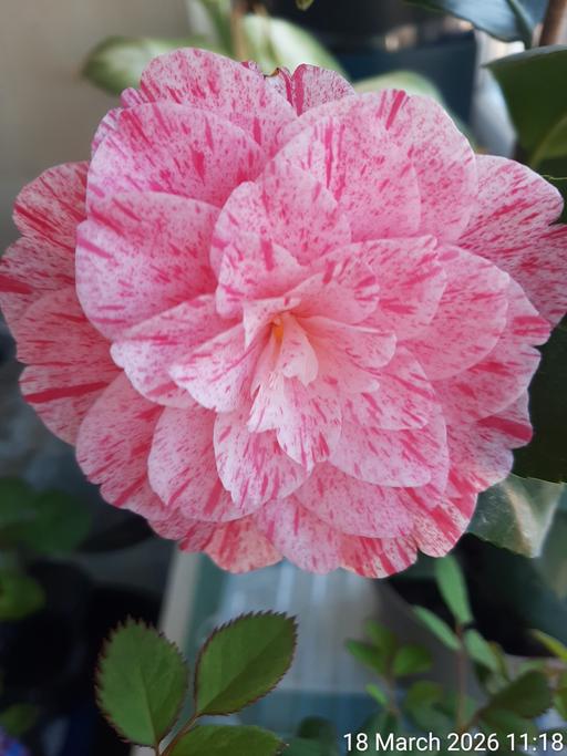 Buy & Sell Edgware Barnet - Photos for Camellia 'Kick Off'