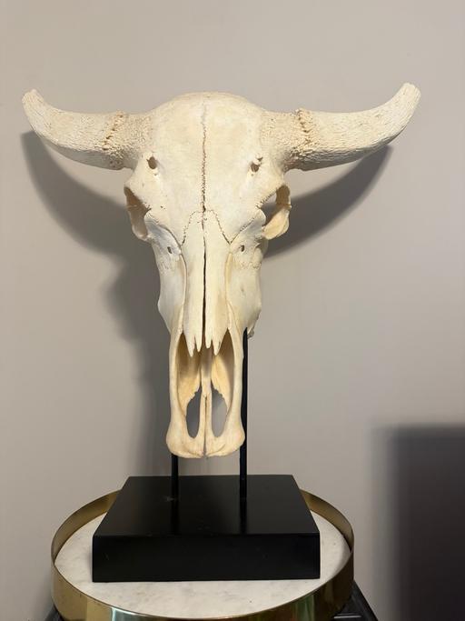 Buy & Sell Wembley Park North West London - Photos for Bison Skull standing up