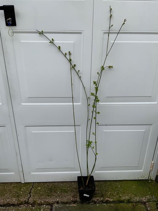 Buy & Sell Kings Heath Birmingham - Photos for Jasmine nudiflorum