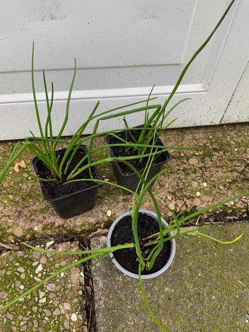 Buy & Sell Kings Heath Birmingham - Photos for Chives