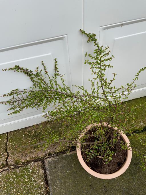 Buy & Sell Stirchley Birmingham - Photos for Shrub Cotoneaster horizontal is