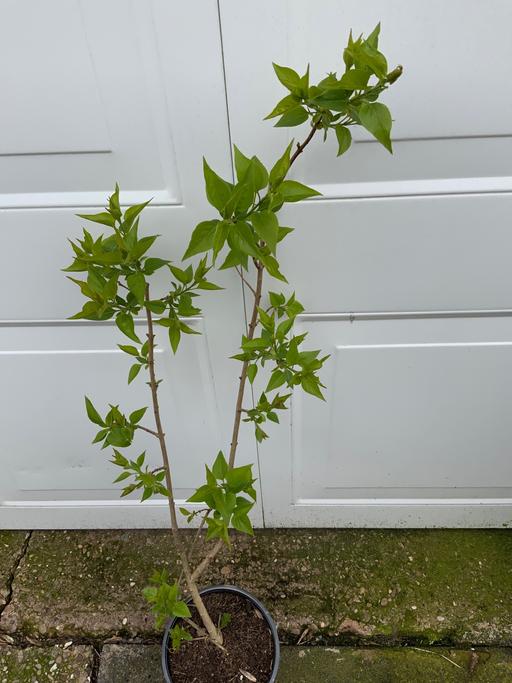 Buy & Sell Stirchley Birmingham - Photos for Shrub Liliac Syringa Vulgaris