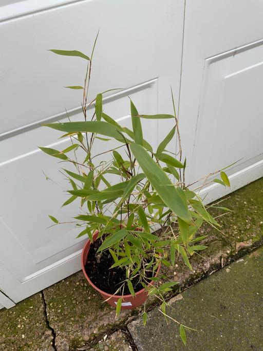Buy & Sell Stirchley Birmingham - Photos for Black bamboo