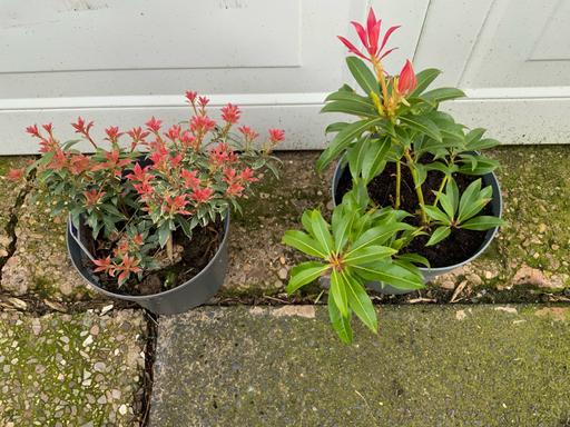 Buy & Sell Stirchley Birmingham - Photos for Shrub Pieris