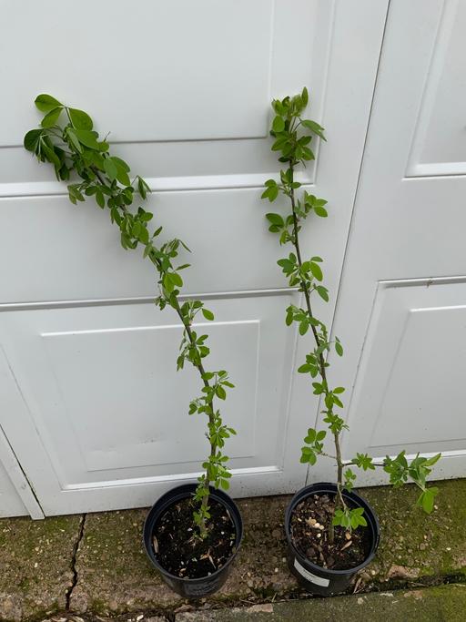 Buy & Sell Stirchley Birmingham - Photos for Shrub laburnumTree*