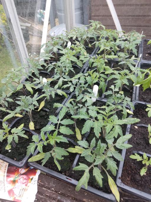 Buy & Sell Cradley Heath Sandwell - Photos for Tomato plants (Money Maker)
