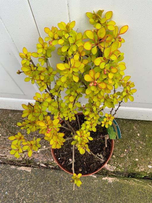 Buy & Sell Kings Heath Birmingham - Photos for Shrub Berberis thunbergii Maria