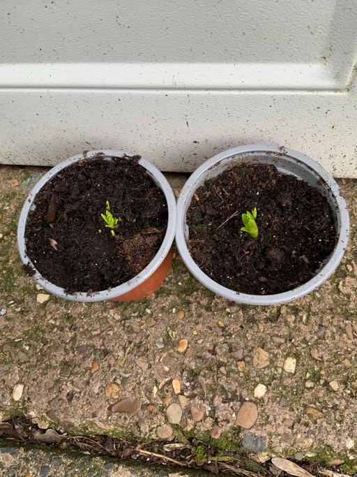 Buy & Sell Kings Heath Birmingham - Photos for Liatris’s spicata mix