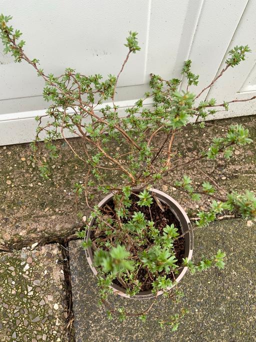 Buy & Sell Stirchley Birmingham - Photos for Shrub Potentilla Fruiticosa sunset