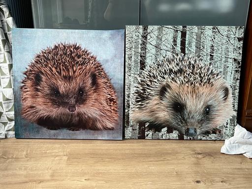 Buy & Sell Wick Arun - Photos for Hedgehogs Two Canvas Pictures cute 🦔