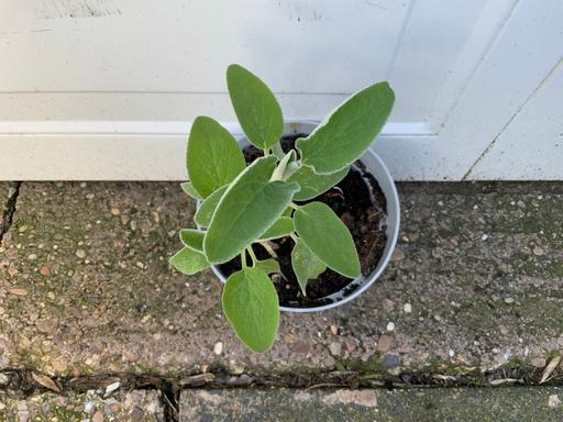 Buy & Sell Stirchley Birmingham - Photos for Shrub Phlomis Fruiticosa