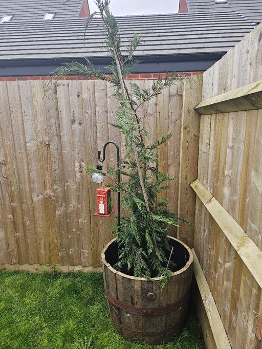 Buy & Sell Whittington Lichfield - Photos for Leylandii Tree 🌳 and Whiskey Barrell ♥️