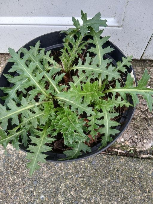 Buy & Sell Kings Heath Birmingham - Photos for Cirsuim Thistle