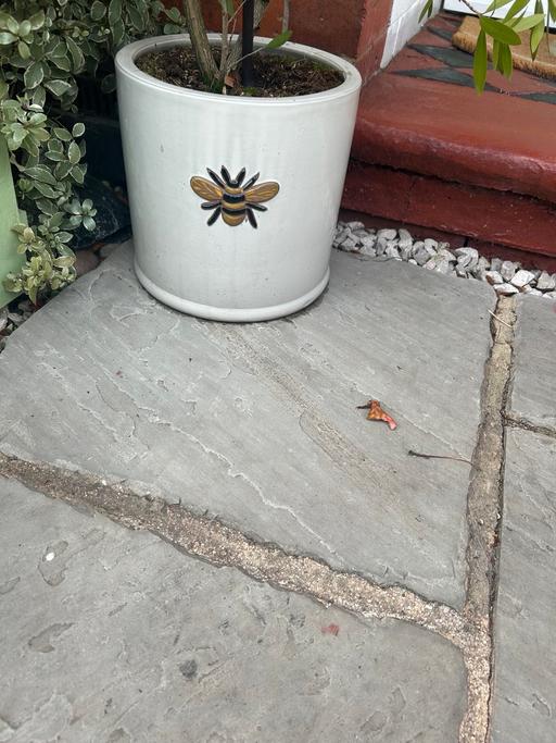 Buy & Sell Stourbridge Dudley - Photos for Indoor and outdoor pots