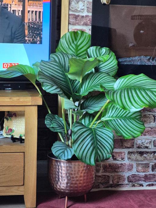 Buy & Sell Hasbury Dudley - Photos for Calathea Orbifolia. House Plant