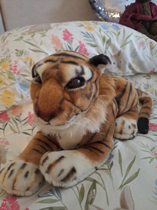 Buy & Sell Heeley Sheffield - Photos for tiger nice sized