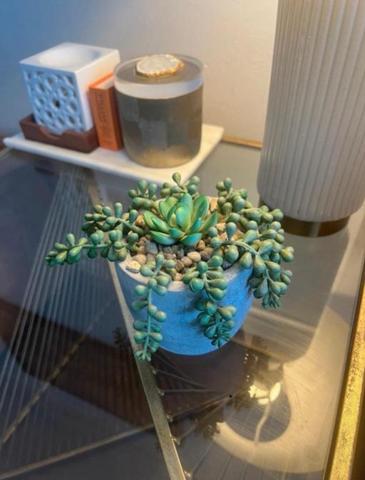 Buy & Sell Cambridge Heath East London - Photos for Dunelm Indoor bathroom/kitchen faux plant