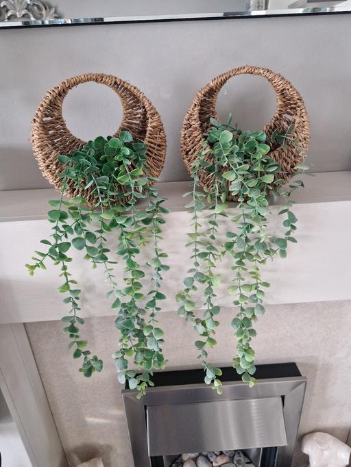 Buy & Sell Scholes Rotherham - Photos for 2 new plants in baskets