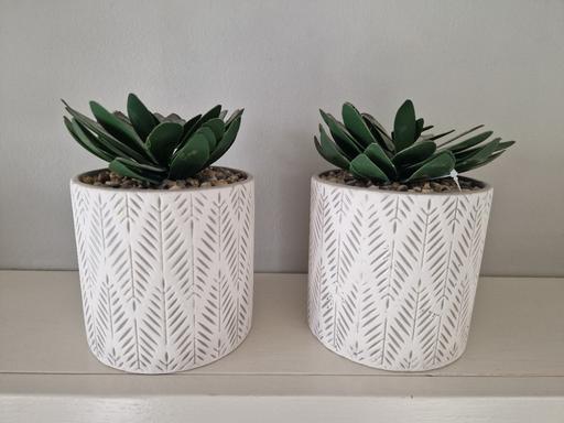 Buy & Sell Scholes Rotherham - Photos for 2 new faulse large plants